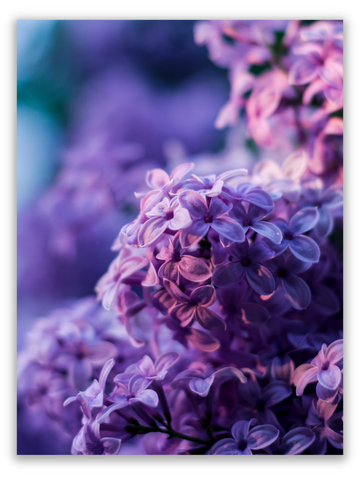 Purple Lilacs