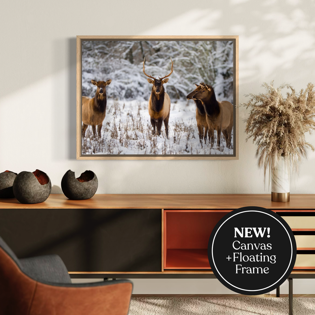 Wintry Companions