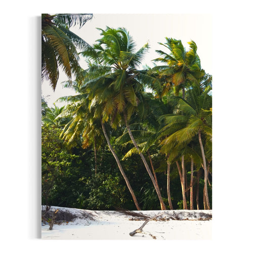 Palm Haven - Moderno Wall Art Wall Art