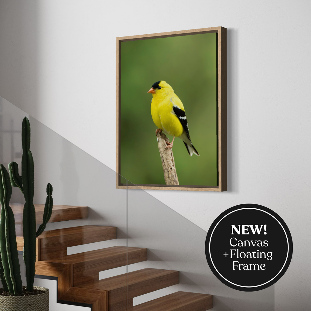 Summertime Goldfinch