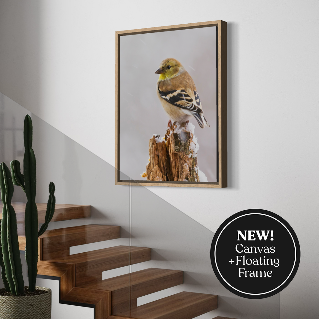 Winter Goldfinch