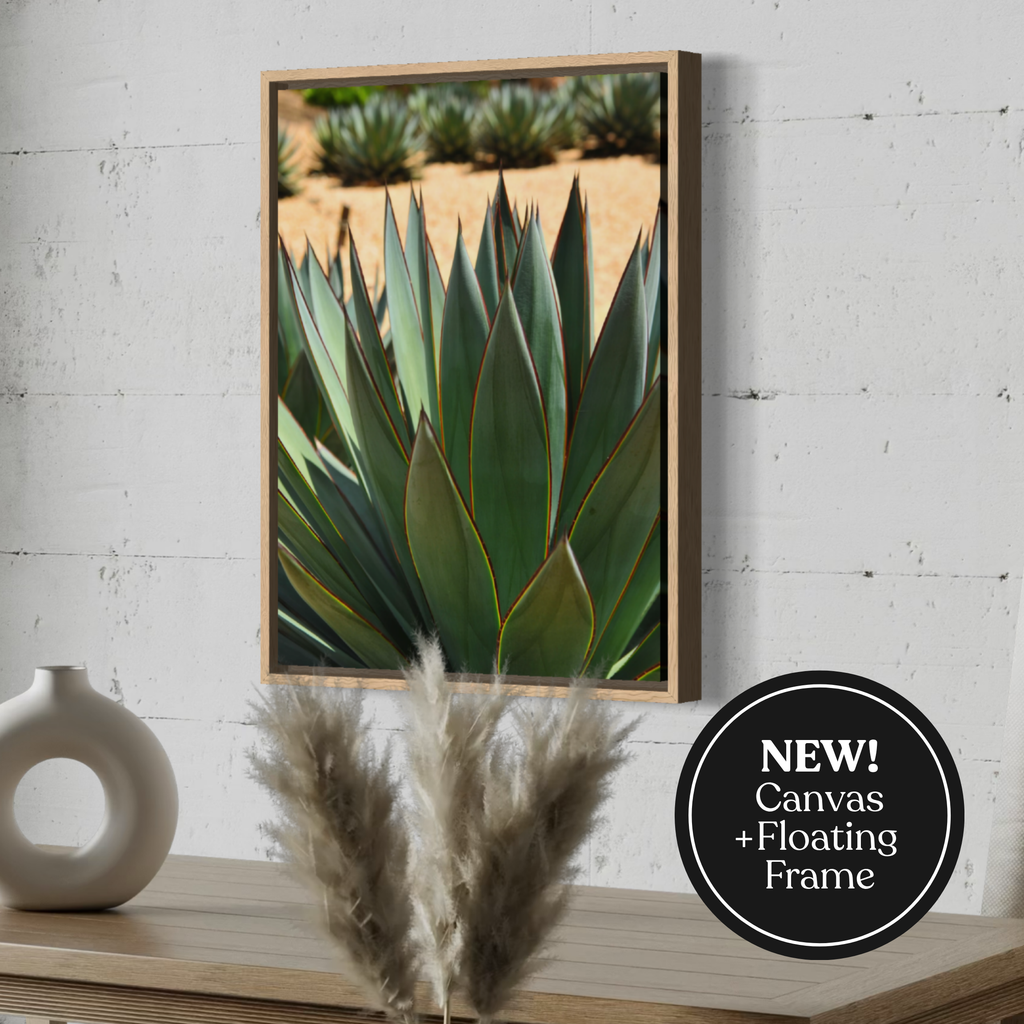 Desert Agave