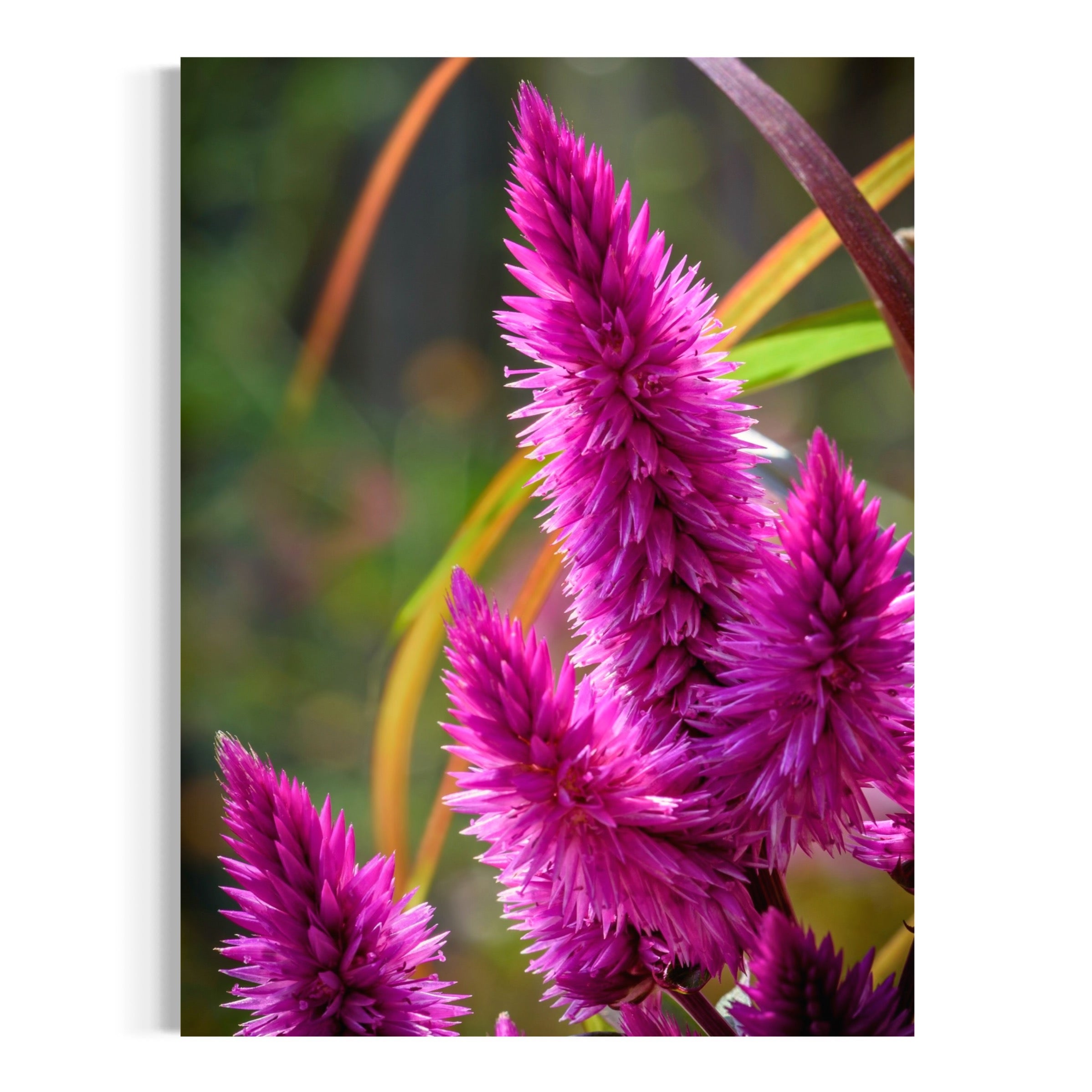 Celosia in Bloom - Moderno Wall Art Wall Art