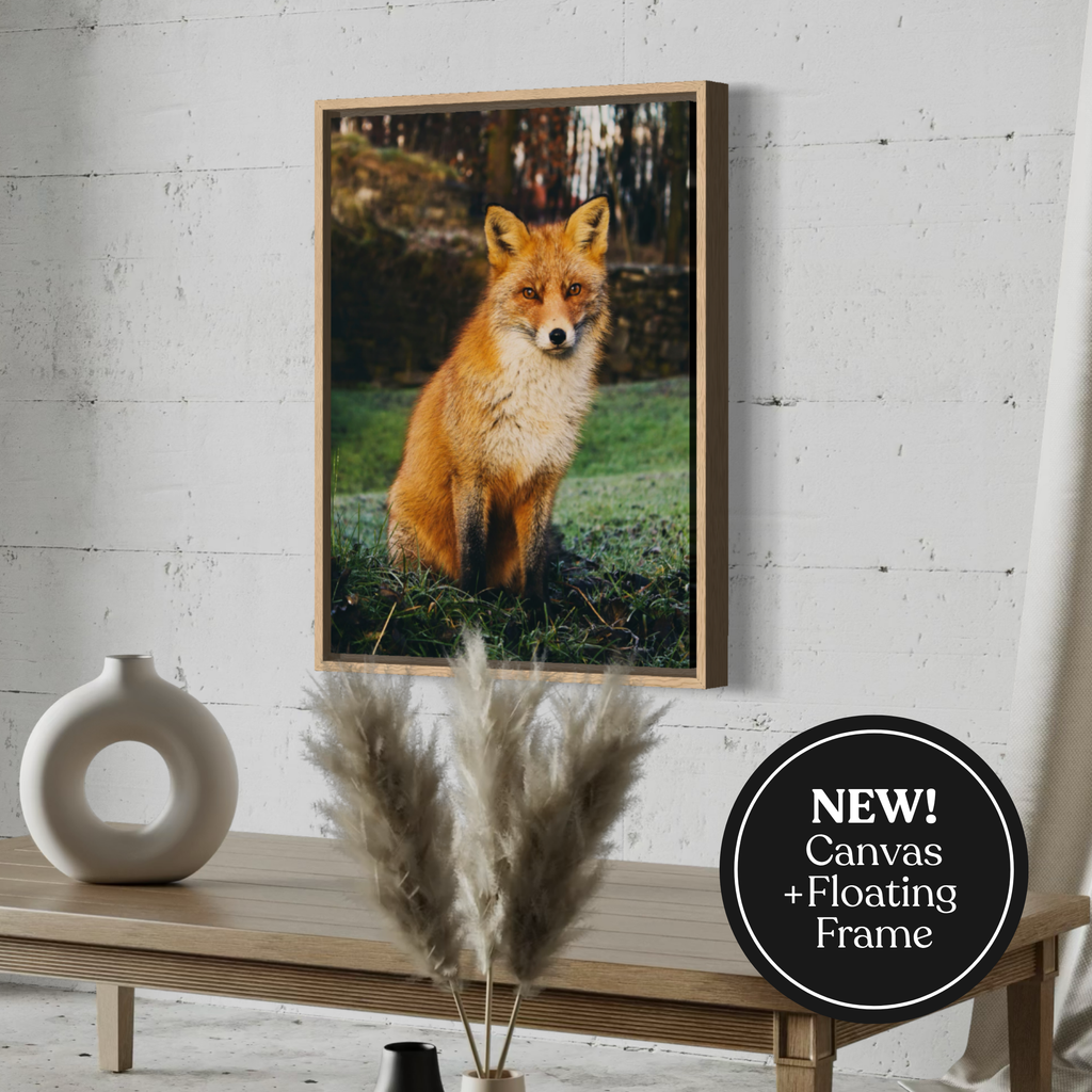 Watchful Fox