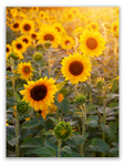 Sunflower Field