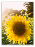 Summer Sunflower