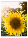 Summer Sunflower