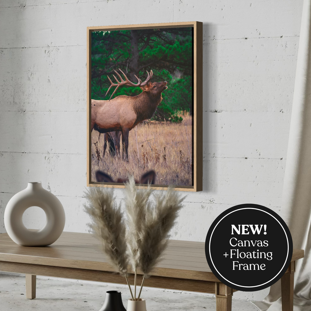 Echoes of the Bull Elk