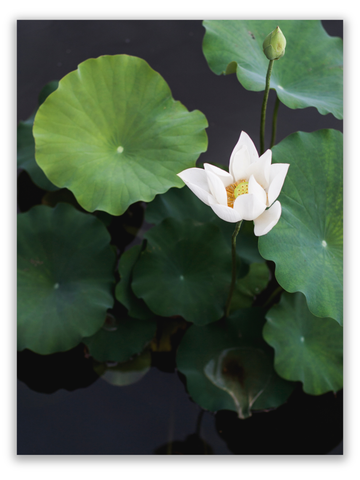 Grace in the Pond