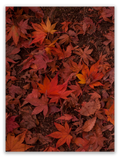 Vibrant Autumn Leaves