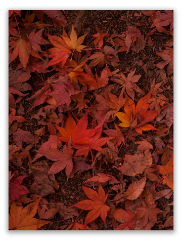 Vibrant Autumn Leaves