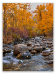 Crisp Waters, Golden Leaves