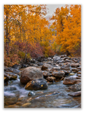 Crisp Waters, Golden Leaves