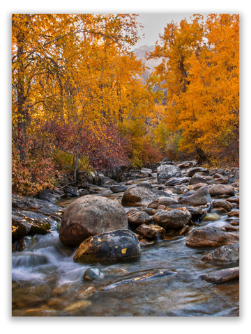 Crisp Waters, Golden Leaves