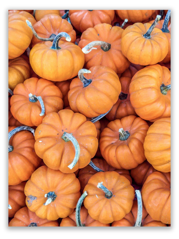 Pile of Pumpkins