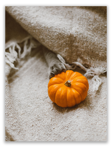 Pumpkin Paws