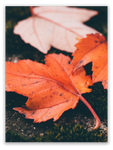 Red Maple Leaves