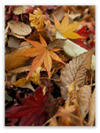 Crisp Fall Leaves