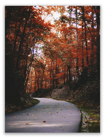 Autumn Drive