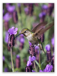 Hummingbird & Spanish Lavender