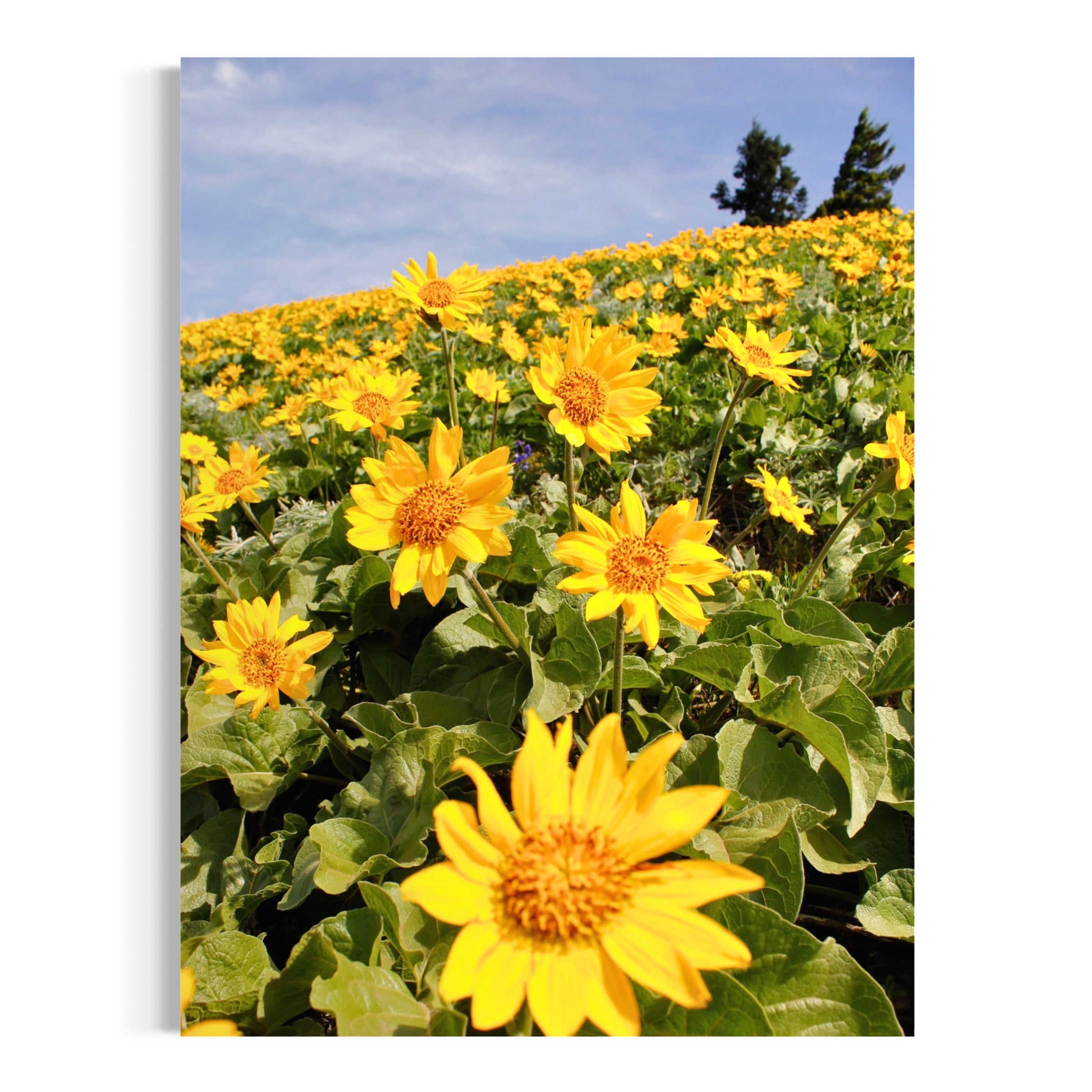 Hill of Sunshine - Moderno Wall Art Wall Art