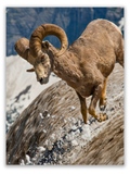 Bighorn Sheep