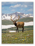 Deer in the Highlands