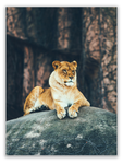 Resting Lioness