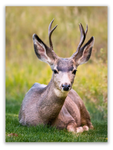 California Mule Deer