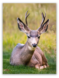 California Mule Deer