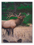 Echoes of the Bull Elk