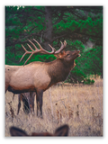 Echoes of the Bull Elk