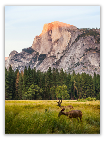 Deer in Yosemite Valley