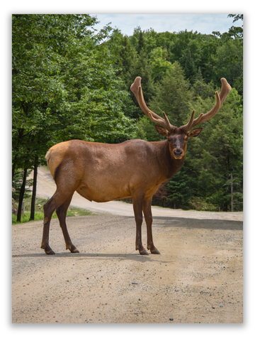 Elk On The Path