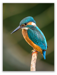 Kingfisher's Perch