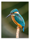 Kingfisher's Perch