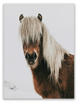 Icelandic Horse