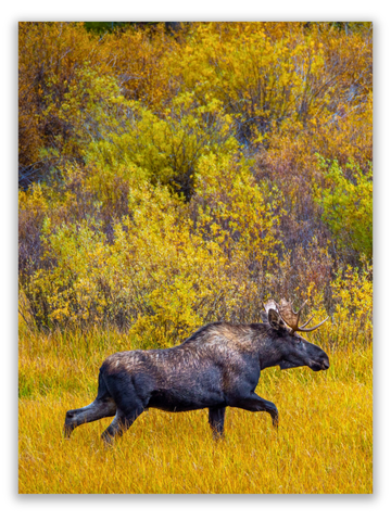 Majestic Moose in Fall