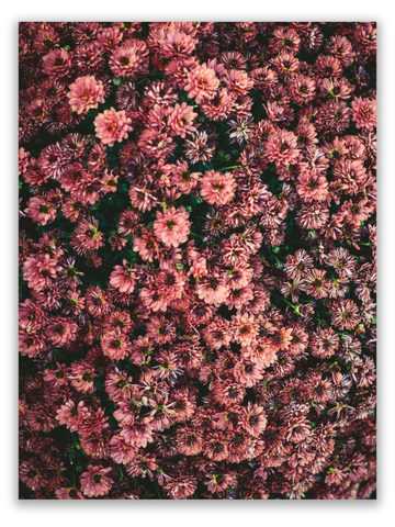 Petal Tapestry