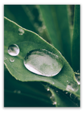 Water Droplets on Leaf