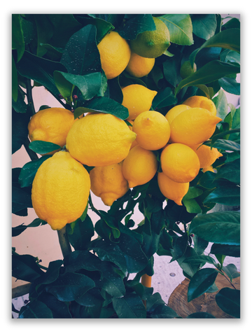 Lemon Tree