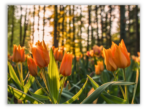 Golden Glow & Blooms