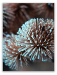 Dried Globe Thistle