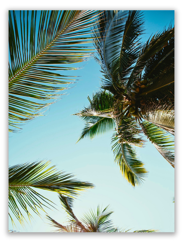 Sunlight Palm Canopy