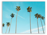 Skyward Palms