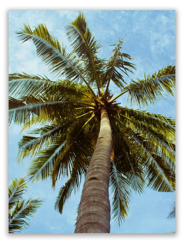 Palm Tree Perspective