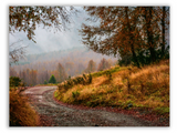 Fog and Fallen Leaves