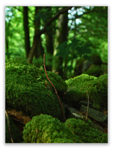 Forest Moss