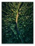 Forest From Above