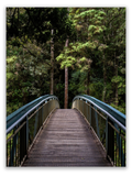 Whangarei Falls Walkway